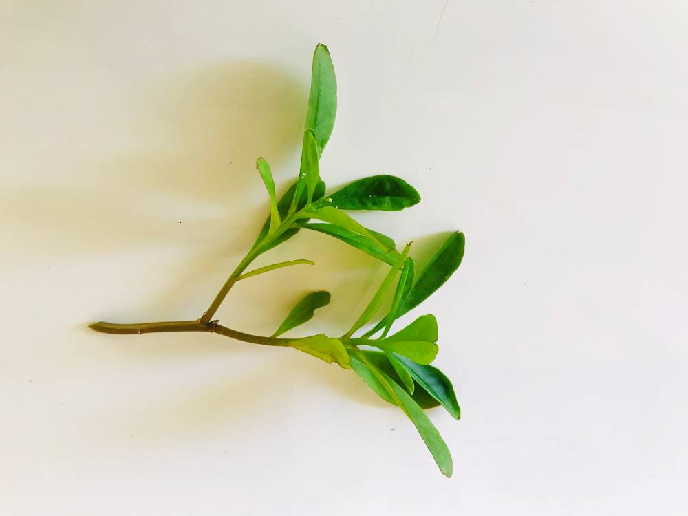 growing bombay spinach basale in pot